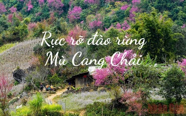 Rực rỡ đào rừng Mù Cang Chải