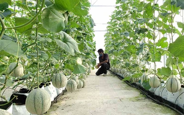 Trồng dưa lưới ứng dụng công nghệ cao tại Hợp tác xã rau hoa củ quả Hòa Vang