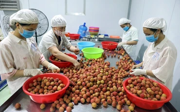 Chế biến vải thiều xuất khẩu sang thị trường châu Âu tại huyện Lục Ngạn. (Ảnh ÐẶNG GIANG)