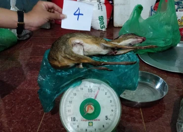 Cơ quan công an đã tịch thu nhiều động vật hoang dã là thú rừng mua bán trái phép.