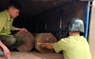 Lực lượng kiểm lâm Vườn Quốc gia Chư Yang Sin đang đo đếm khối lượng gỗ được vận chuyển trái phép trên xe tải.