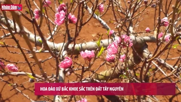 Hoa đào xứ bắc khoe sắc trên đất Tây Nguyên