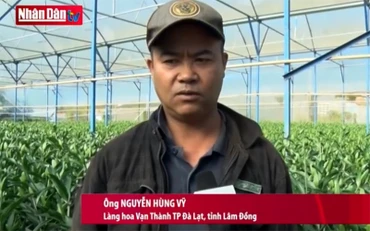 Làng hoa Đà Lạt hối hả vào tết