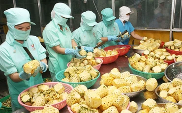 Chế biến nông sản xuất khẩu.