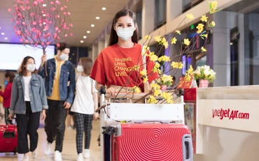 Vietjet vận chuyển mai, đào dịp Tết Nguyên đán