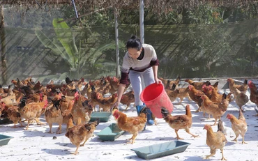 Từ sự sâu sát tiên phong của các đảng viên trong việc tuyên truyền hướng dẫn người dân, nhiều hộ gia đình người Mảng đã biết làm ăn, phát triển kinh tế ổn định cuộc sống.