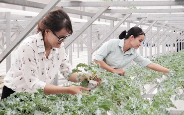 Mô hình trồng rau thông minh bằng các chế phẩm sinh học tại Công viên phần mềm Quang Trung (TP Hồ Chí Minh).