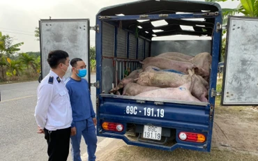 Xử lý xe ô-tô chở 27 con lợn thịt đã chết ở Thái Bình.