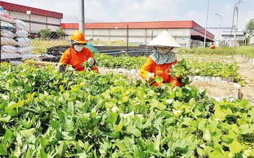 “Vườn rau Công đoàn” tại Công ty cổ phần Cơ khí xây dựng Thương mại Đại Dũng.