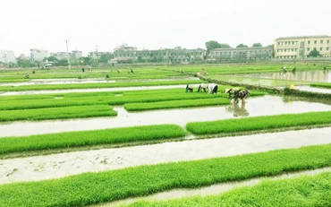 Ngành nông nghiệp khuyến cáo nông dân gieo cấy các giống lúa ngắn ngày để tránh ảnh hưởng của rét đậm, rét hại. Ảnh: ÐỨC DŨNG (TTXVN)