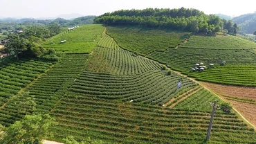 Vùng sản xuất chè tập trung ở thị trấn Sông Cầu, huyện Đồng Hỷ.