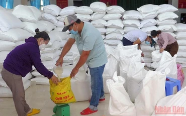 Cấp phát gạo hỗ trợ của Chính phủ đến người dân gặp khó khăn do đại dịch Covid-19 trên địa bàn tỉnh Phú Yên. (Ảnh minh họa: TRÌNH KẾ)