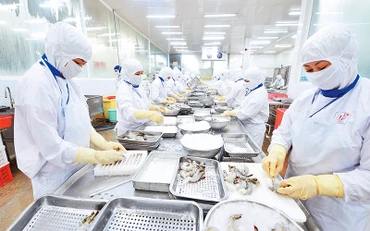 Chế biến thủy sản xuất khẩu ở Công ty cổ phần Thủy sản Cafatex (Hậu Giang). (Ảnh Trần Quốc)