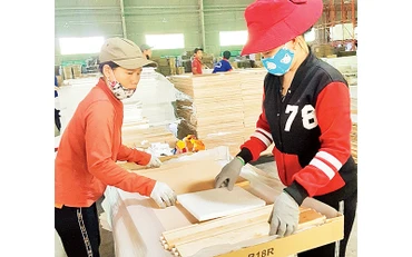 Sản xuất cánh tủ bếp và tủ nhà tắm tại Công ty gỗ Tiến Đạt. Ảnh: Mai Hương