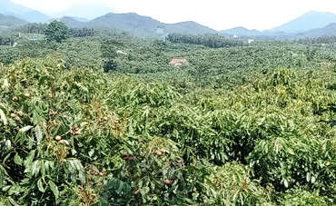 Vùng nhãn Khe Đù, xã Phúc Thuận, thị xã Phổ Yên.