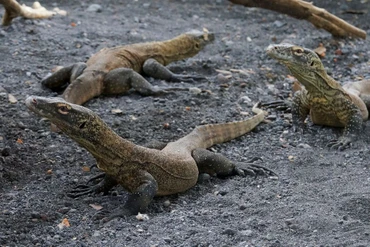 Rồng Komodo non, tên khoa học Varanus komodoensis, bên trong lồng chăm sóc của Vườn thú Surabaya. Ảnh: Reuters.