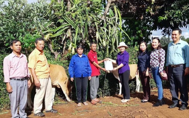 Chị Thanh Tuyền trao bò tặng hộ nghèo ở phường Chi Lăng, TP Pleiku (Gia Lai). 