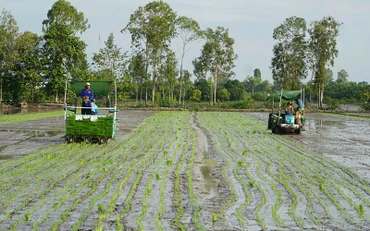 Ứng dụng máy cấy lúa tại Hợp tác xã Dịch vụ nông nghiệp Mỹ Ðông 2, huyện Tháp Mười, tỉnh Ðồng Tháp. Ảnh: HỮU NGHĨA 