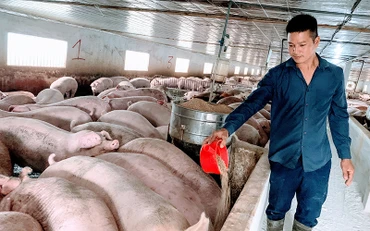 Trang trại chăn nuôi của ông Phạm Minh Thoại.