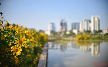 Vườn hoa dã quỳ khoe sắc trong một con ngõ của phố Xuân Đỉnh (Hà Nội).