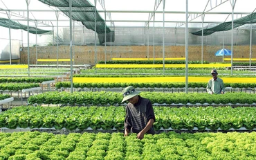Chăm sóc rau thủy canh trên đất quy hoạch nông nghiệp công nghệ cao tại TP Đà Lạt (Lâm Đồng). Ảnh: VĂN BẢO