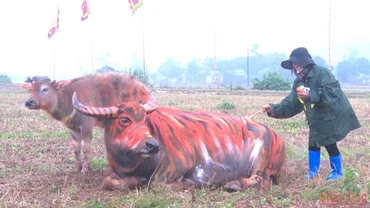 Họa sĩ tham gia vẽ trang trí trâu tại Lễ hội Tịch điền Đọi Sơn.