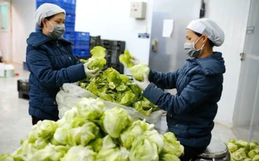 Sơ chế rau an toàn tại Hợp tác xã nông nghiệp Văn Đức (Hà Nội).