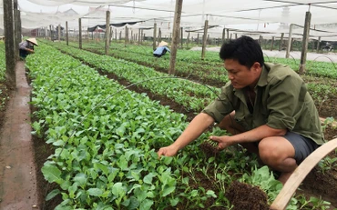 Người dân xã Hà Hồi, huyện Thường Tín trồng rau vụ đông (Ảnh: TÔ QUÝ). 