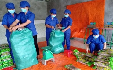 Đóng gói sản phẩm miến dong tại HTX Tài Hoan. 