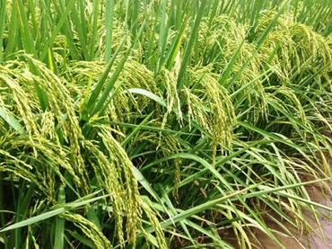 (Ảnh minh họa)