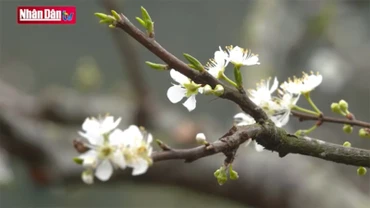Về Mộc Châu nghe tiếng khèn gọi Xuân