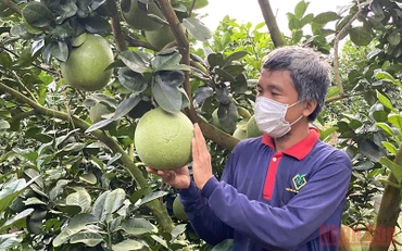 Trái bưởi da xanh nhiều cơ hội vào thị trường Mỹ.