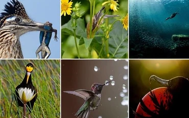 Những bức ảnh đoạt giải năm nay có màu sắc rực rỡ và góc nhìn tươi mới.