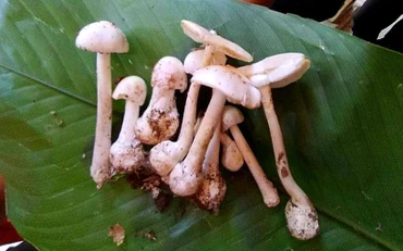 Hình ảnh cây nấm độc mà gia đình anh Tẩn Văn Líu ăn phải.
