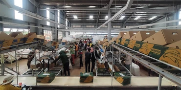 Bên trong phân xưởng đóng gói chuối xuất khẩu của Thagrico, tỉnh Kratie.
