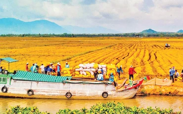 Thu hoạch lúa vùng Tứ giác Long Xuyên. Ảnh: Thanh Tùng
