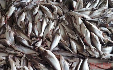 Cá nuôi bị chết chưa rõ nguyên nhân.
