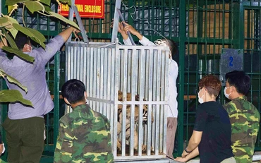 Các cá thể hổ Đông Dương được chuyển đến nuôi tại Vườn Quốc gia Phong Nha-Kẻ Bàng.