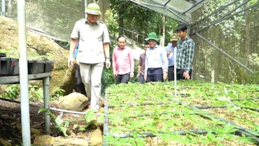 Quảng Nam đầu tư mở rộng diện tích sâm Ngọc Linh.