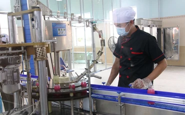 Sản xuất nước đóng chai tại HTX Bưởi da xanh Bến Tre.