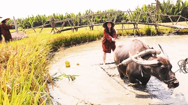 Trải nghiệm nghề nông ở Hội An. Ảnh: ĐOÀN NGUYÊN