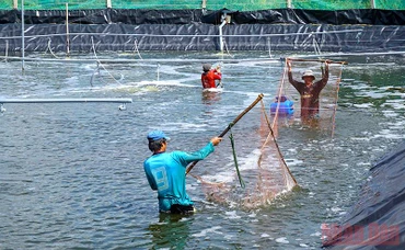 Mô hình nuôi tôm siêu thâm canh giúp nhiều nông hộ xã Tạ An Khương Đông vương lên khá, giàu.