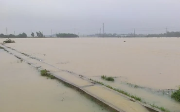 Hàng trăm ha lúa hè thu ở Quảng Ngãi ngập chìm trong nước.