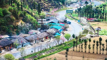 Hoa đào rừng khỏe khoắn trong giá rét tháng ba ở thung lũng Sủng Là.