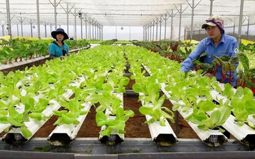 Sản xuất rau an toàn tại Đà Lạt (Lâm Đồng).