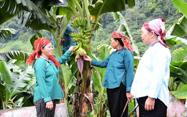 Chi hội Phụ nữ thôn Sấn Pản, xã Nậm Chảy, huyện Mường Khương (Lào Cai) vận động hội viên dân tộc Nùng trồng chuối mô xuất khẩu.Ảnh: QUỐC HỒNG