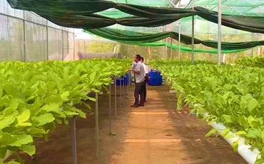 Trồng rau thủy canh trong trang trại ở xã Thuận Đức, thành phố Đồng Hới (Quảng Bình).