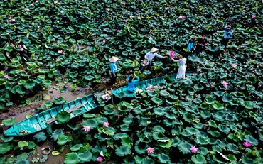 Điểm tham quan đồng sen Tháp Mười. (Ảnh: Hóa Vân)