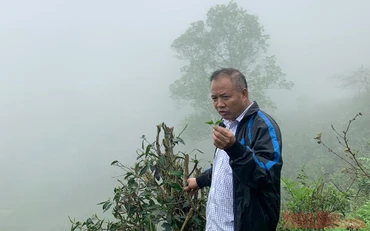 Ông Đặng Ngọc Phố - Chủ nhiệm HTX Sơn Trà.
