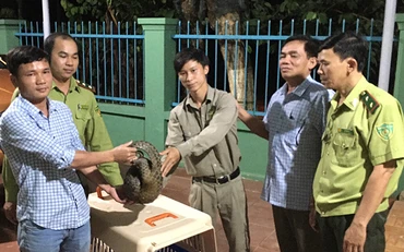 Bàn giao cá thể tê tê Java cho Trung tâm cứu hộ Vinpearl Hội An chăm sóc.